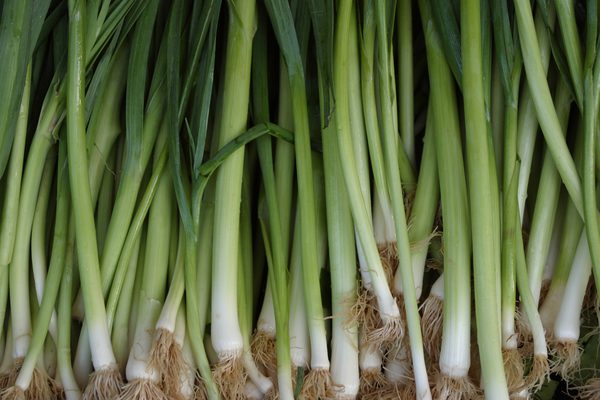 green onions green onions