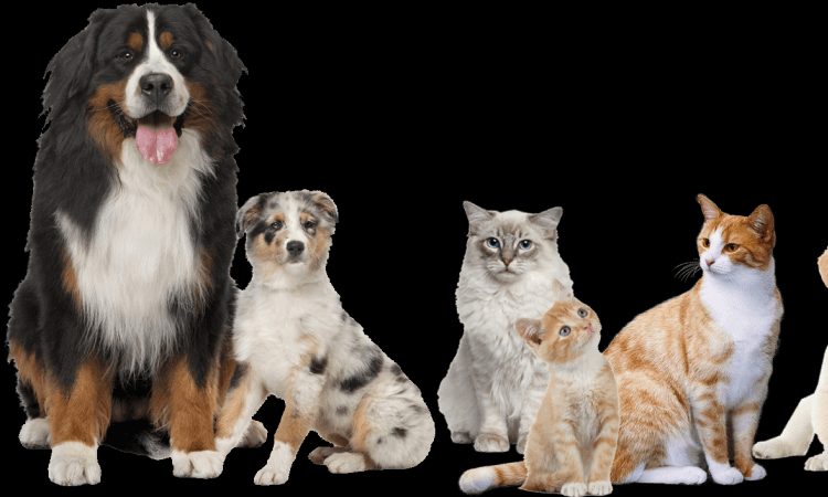 pet cremation pet cremation