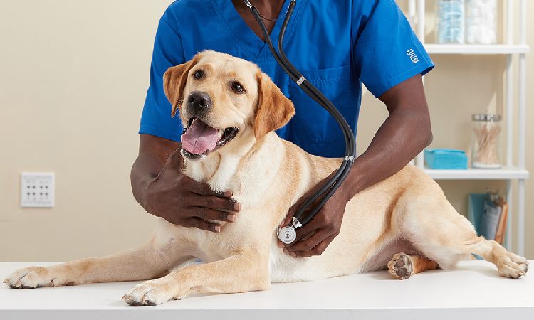 Common Diseases In Dogs Common Diseases In Dogs