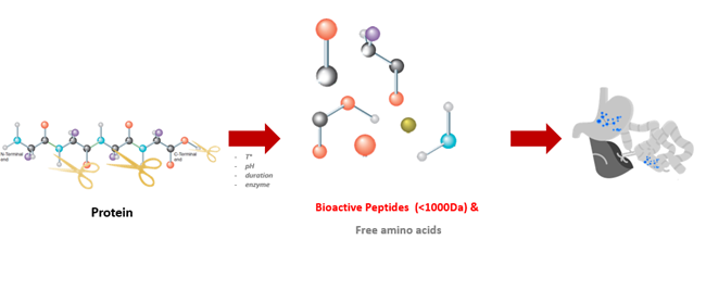 Peptides