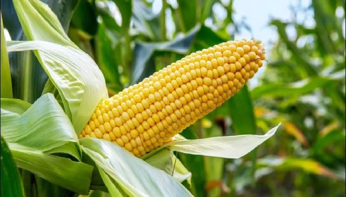 Corn Maize Corn Maize