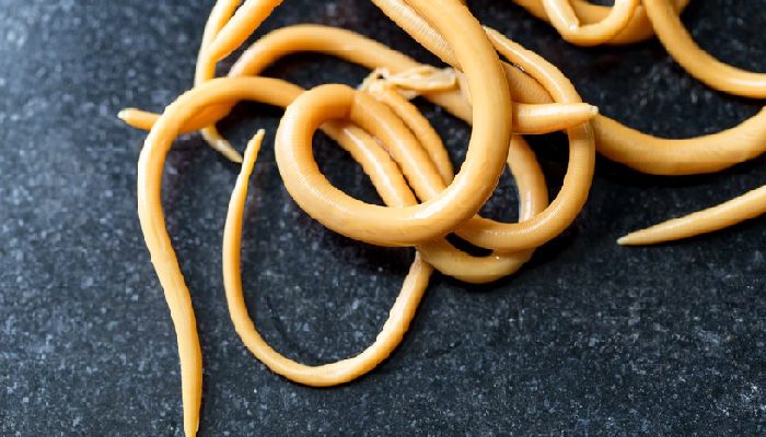 Roundworms are what type of biohazard Roundworms are what type of biohazard