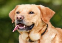 encounter between polar opposites with their dogs encounter between polar opposites with their dogs