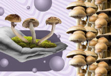 The Top 3 Magic Mushroom Strains To Try in 2023 Mushroom