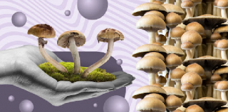 The Top 3 Magic Mushroom Strains To Try in 2023 Mushroom