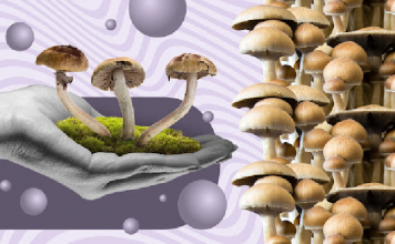 The Top 3 Magic Mushroom Strains To Try in 2023 Mushroom