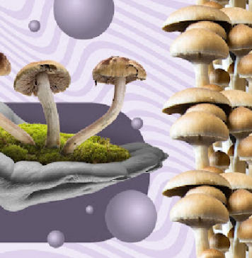 The Top 3 Magic Mushroom Strains To Try in 2023 Mushroom