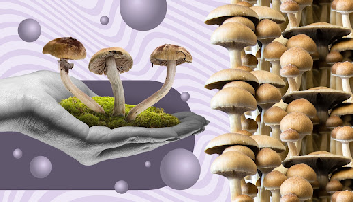 Mushroom Mushroom